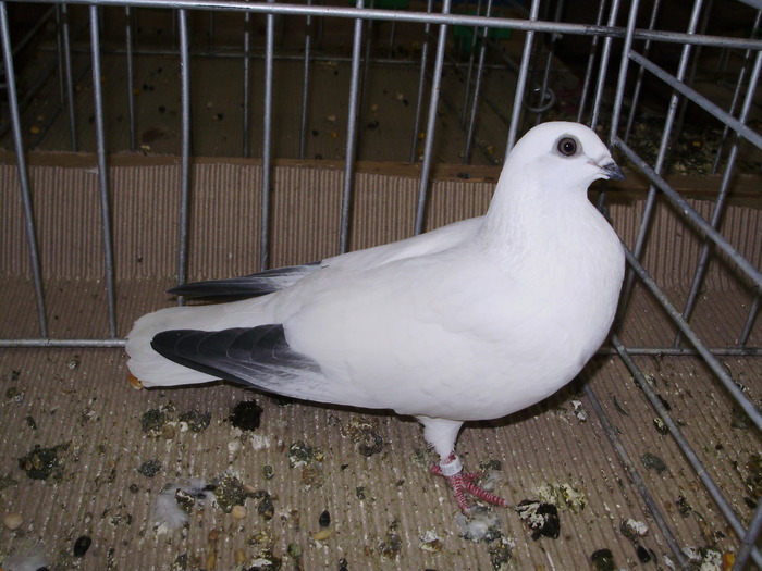 10731 bh 0 - 1507 partea 6a