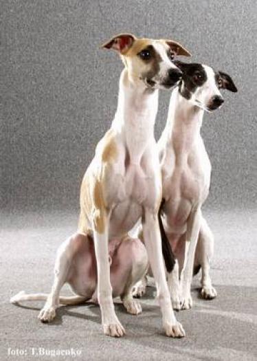 NOBLETE - WHIPPET