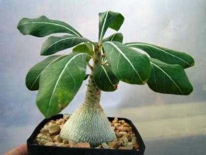 adenium socotranum - plante cu caudex