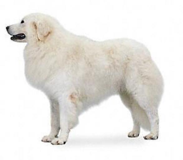 KUVASZ