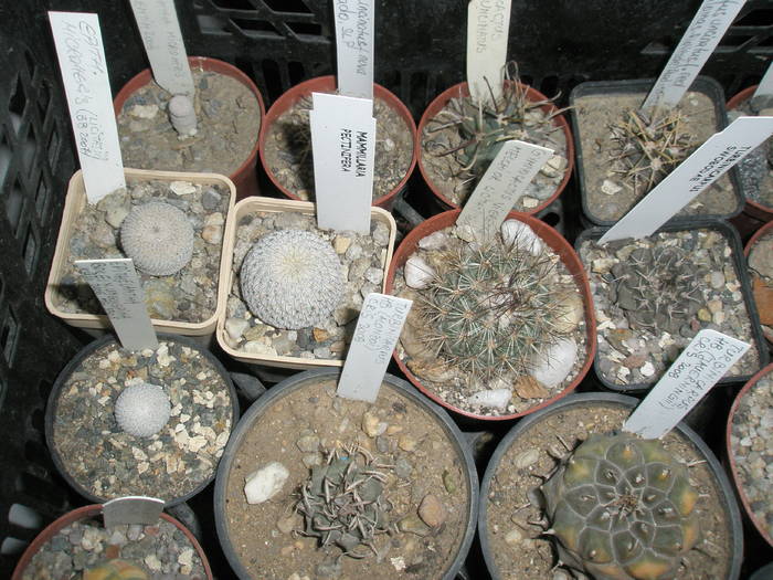 Mamm pectinifera si Glandulicactus