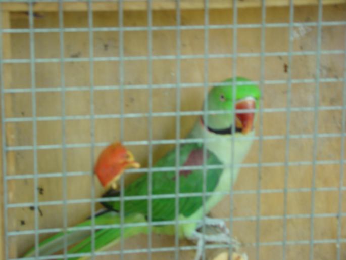 DSC00444