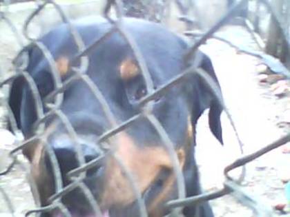 rottweiler 3 - cateii nostri