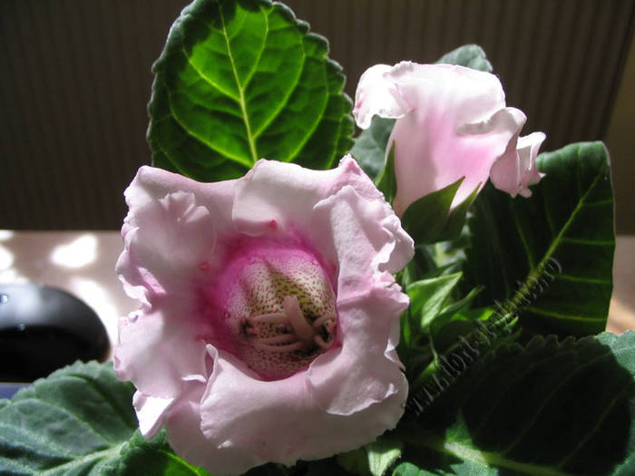 Gloxinia surpriza 4 - GLOXINIA _ SINNINGIA