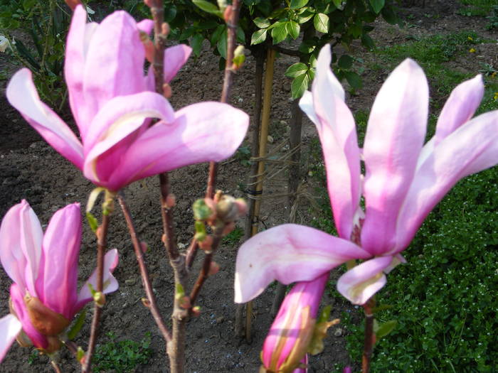 Magnolie - flori si animale 2009