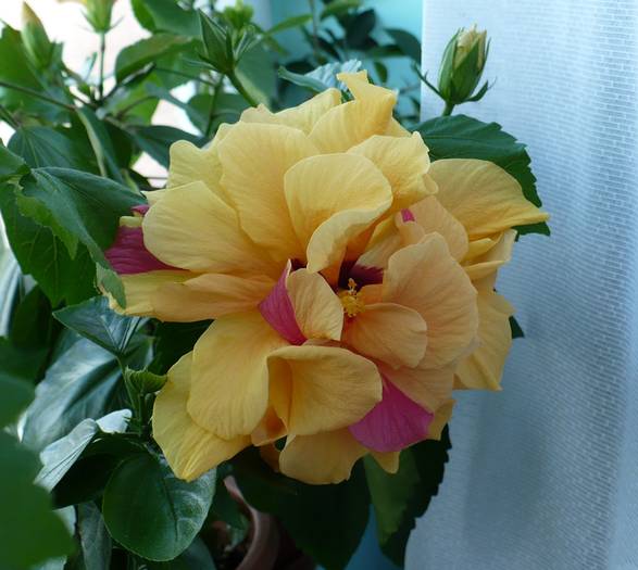 P1130466