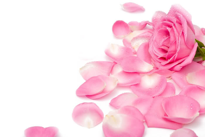 pink_rose_petals - Rose