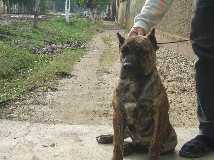 DSCF1815 - snoopyfightdogo  canario