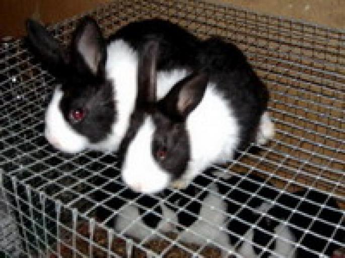 Olandezi - My rabbits