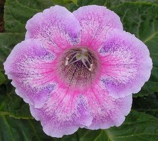 gloxinia - Poze cu flori adunate de pe net