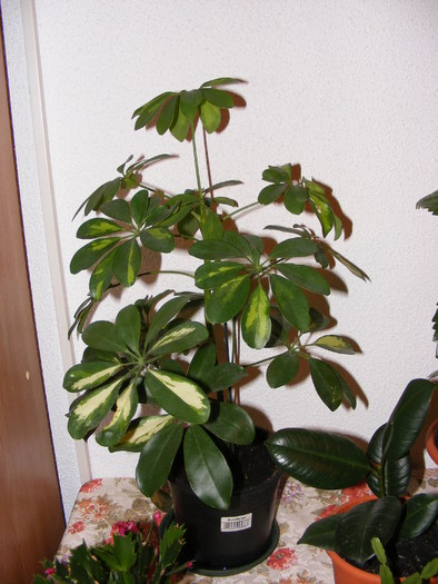 ARBORELE UMBRELA(SCHEFFLERA)