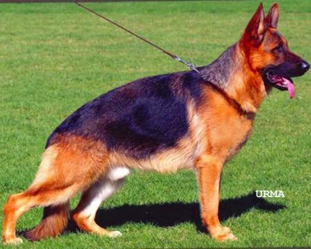 439086 - ciobanesc german de top