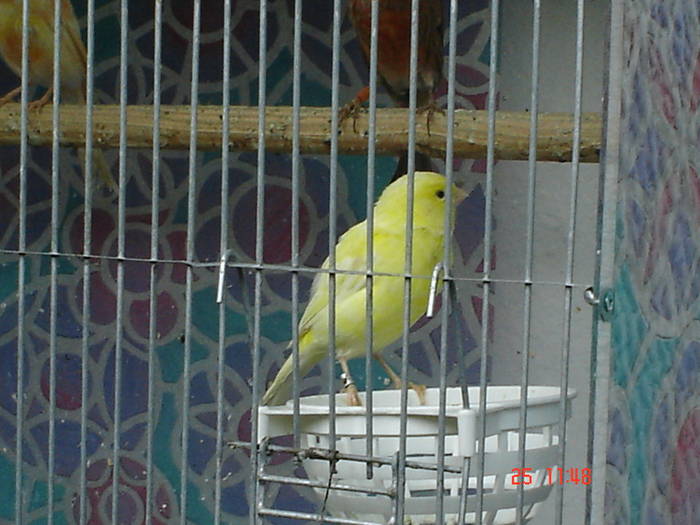 DSC03442 - PASARI CARE NU LE MAI AM - CANARI