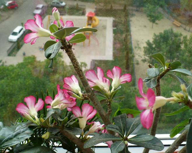 P1130593 - ADENIUM OBESUM