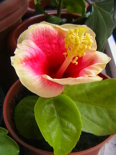 oberon - hibiscus 2009