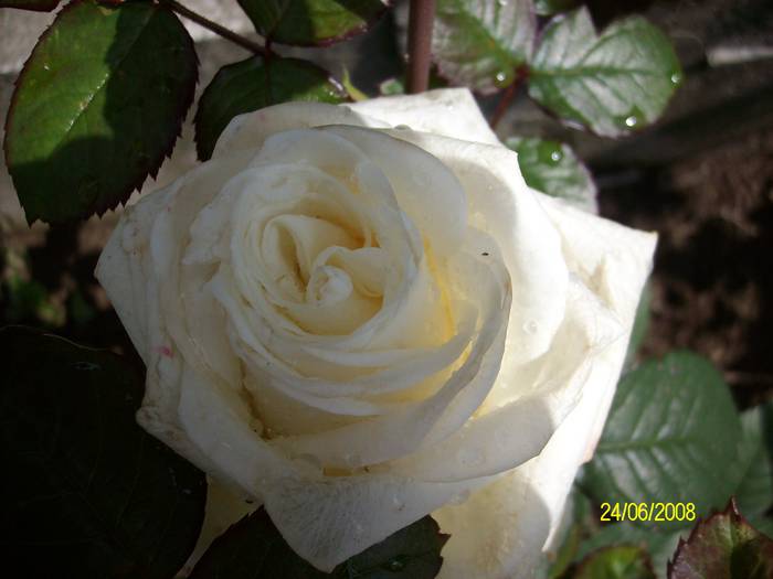 trandafir13 - TRANDAFIRI