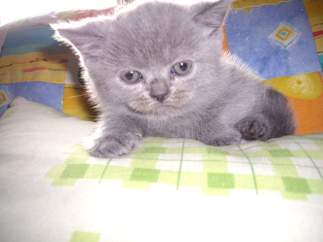 British Shorthair; Nola

