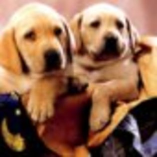 animale__catei%20in%20cos_jpg_85_cw85_ch85 - CATELUSI