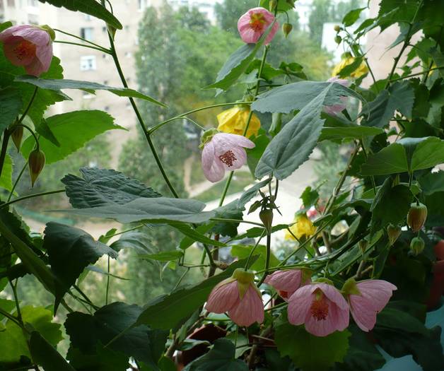 P1120783 - ABUTILONI