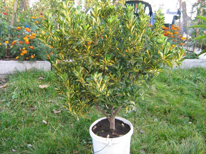 Euonymus japonicus 2 - Plante exotice in 2008