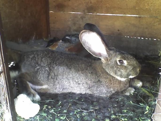 150ron - iepuri de vanzare 2012