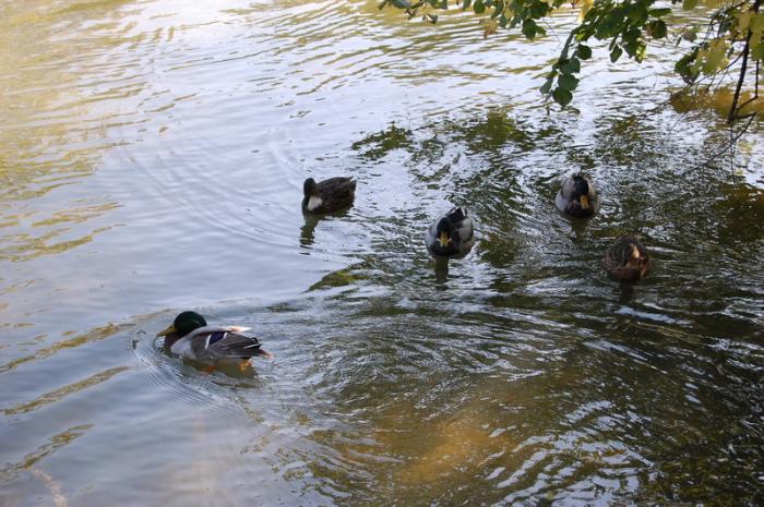 DSC_0245_resize - Bois de coulogne