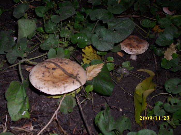 DSCI2694 - bureti si ciuperci