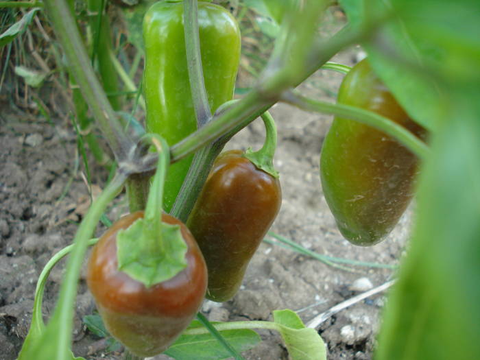 Hot Jalapenos (2009, August 04) - Jalapeno Hot