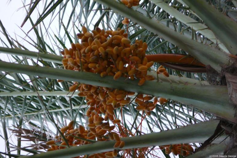 Tunisia_096 - Tunisia