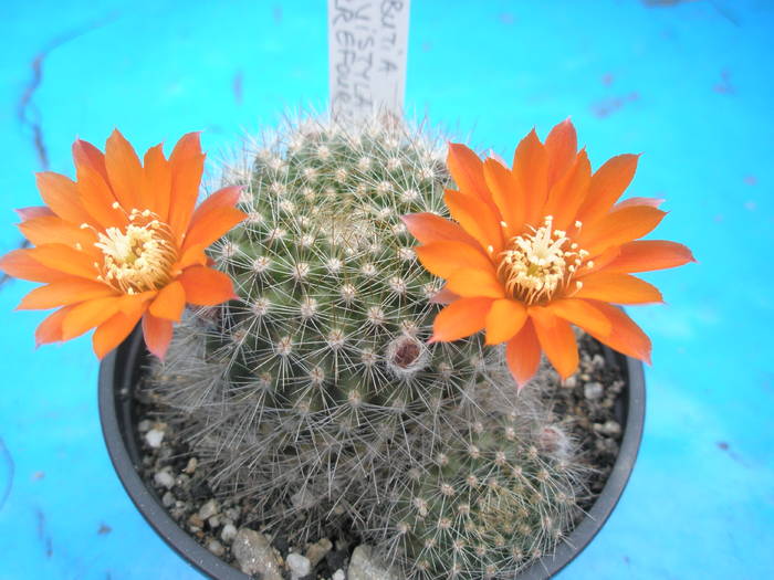 Rebutia flavistila 16.05