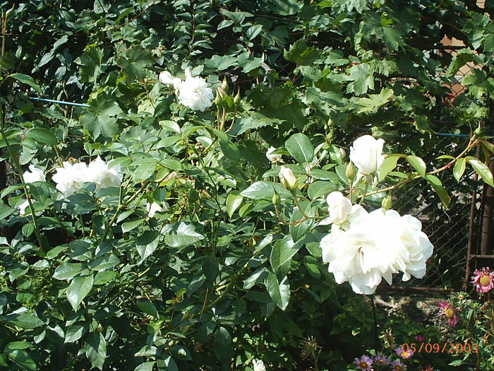 Trandafir2 - Florile