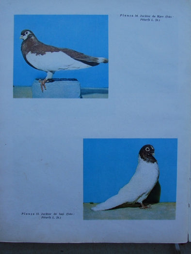 cresterea porumbeilor-peterfi 280 - Carti despre Porumbei - - Books about Pigeons