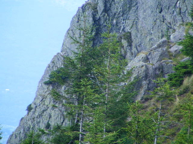 DSCF4455 - 2 august 2009 Traseu Suior Secatura Creasta Cocosului Gutaiul Doamnei  Vf Gutai