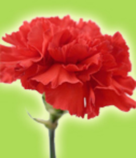 garoafa rosie - care este cea mai romantica floare