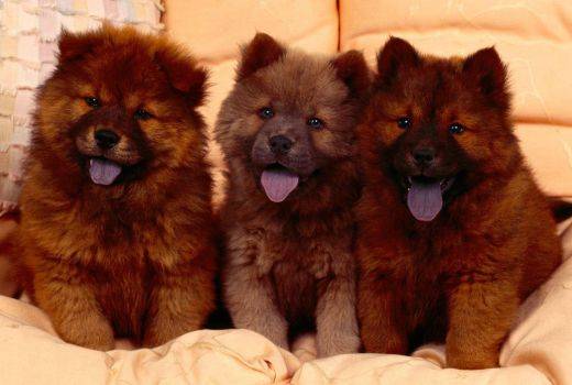 CHW1 - Concurss 9 dog CHOW-CHOW PUDDY