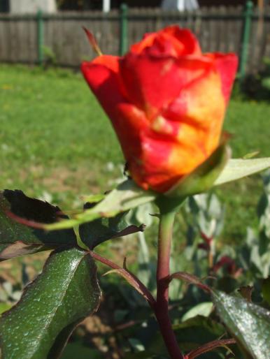 DSCF1423 - trandafiri