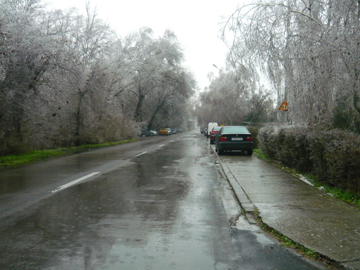 P1010408 - COPACI DE STICLA