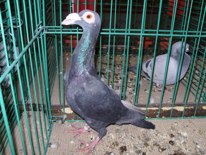 6554 carier 1 - 1507 partea 1b