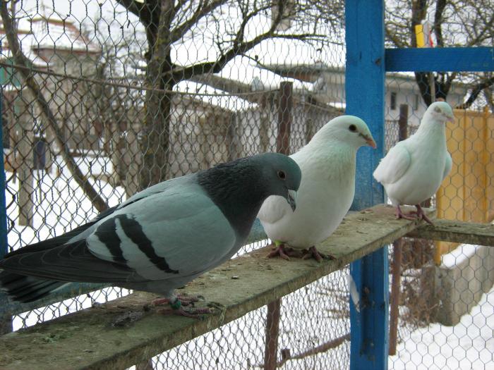 Picture 018 - voiajorii 2007 vanduti