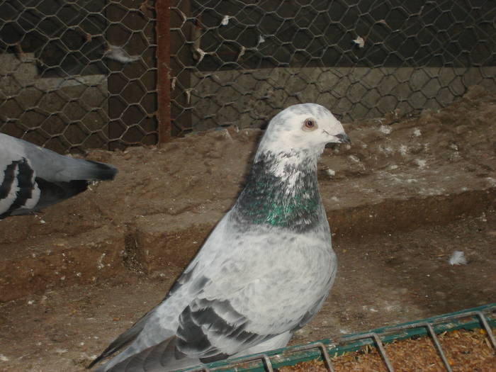 34 - E Porumbei Voiajor Standard Vechi