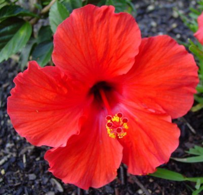 Hibiscus_rosa-sinensis - Hibiscus