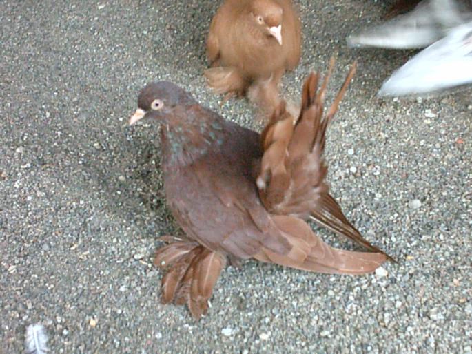 IMAG0191 - O zi de vara pt porumbei-     --a day of summer for pigeons
