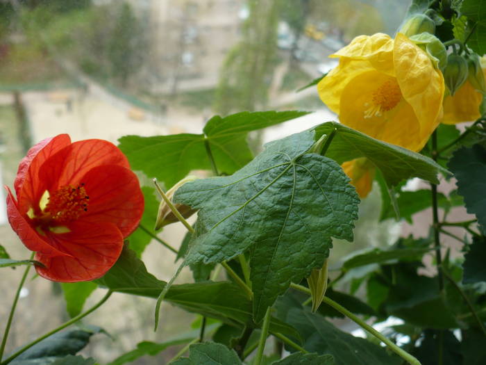 P1100676 - ABUTILONI