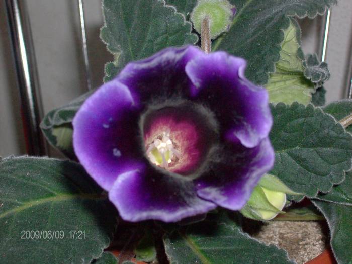 Gloxinia nr.2 inflorita - 2