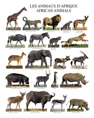 KE126~African-Animals-Posters[1] - Africa animals