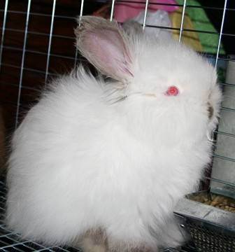 angora pitic - rase de iepuri