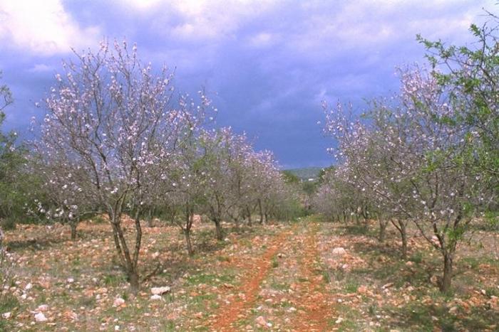 98 - Peisaje