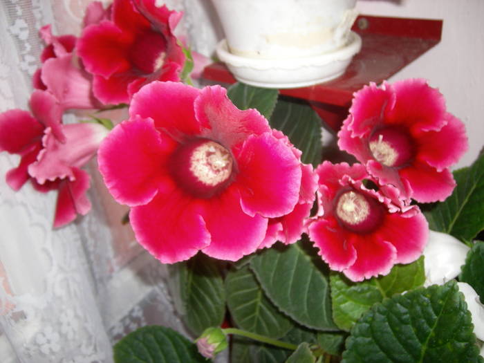 Flori 09