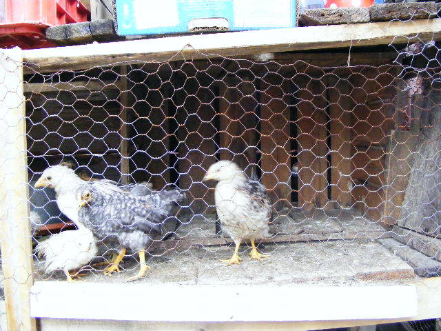 DSCF3367 - Prepelitele mele