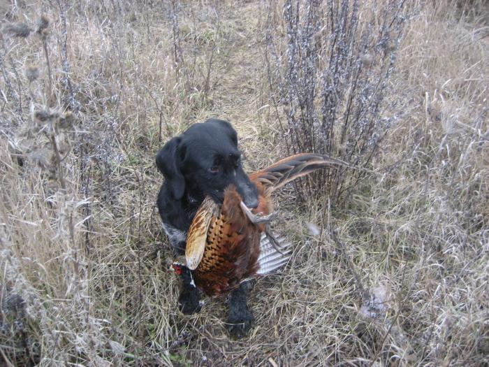 IMG_3737 - 1 VANATOARE